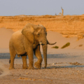 Voi ở Namibia, tây nam châu Phi. Ảnh: Reuters