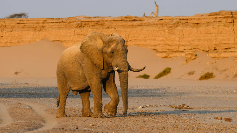 Voi ở Namibia, tây nam châu Phi. Ảnh: Reuters