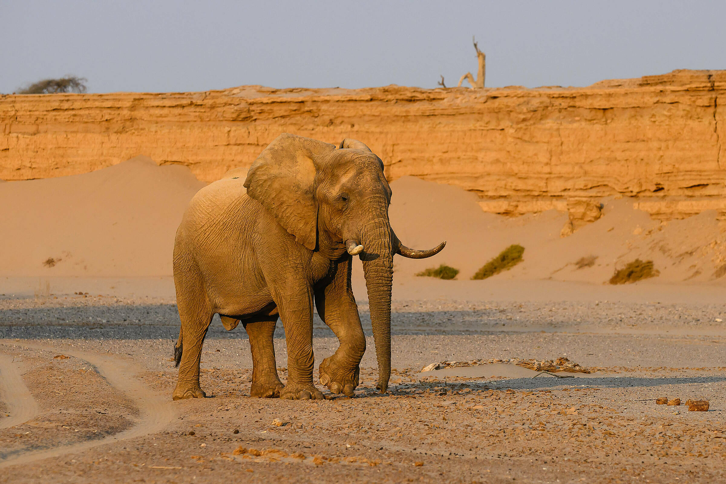 Voi ở Namibia, tây nam châu Phi. Ảnh: Reuters