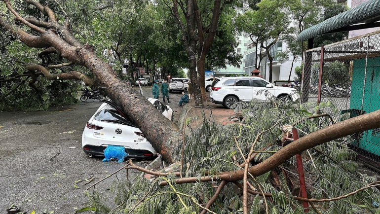 Xà cừ bật gốc đè bẹp ô tô ở trước toà VP5 bán đảo Linh Đàm, phường Hoàng Liệt, quận Hoàng Mai, Hà Nội, chiều 6/9. Ảnh: Hoàng Phong