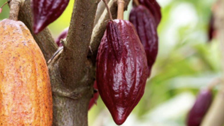 Ca cao trồng ở miền Tây. Ảnh: Ca cao Việt Nam