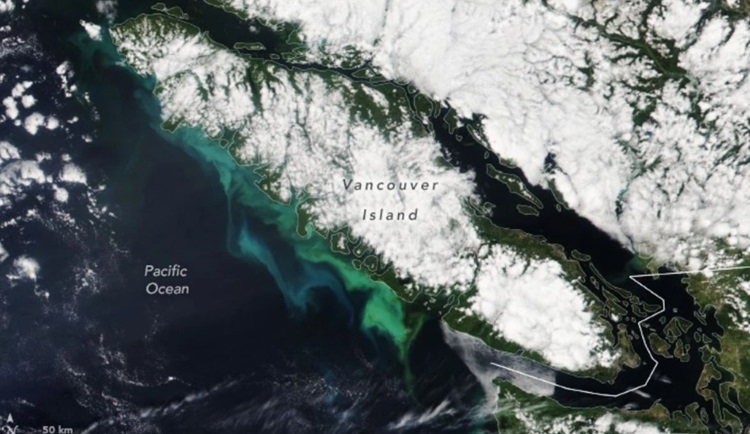 Thực vật phù du phát triển ở phía nam đảo Vancouver. Ảnh: NOAA