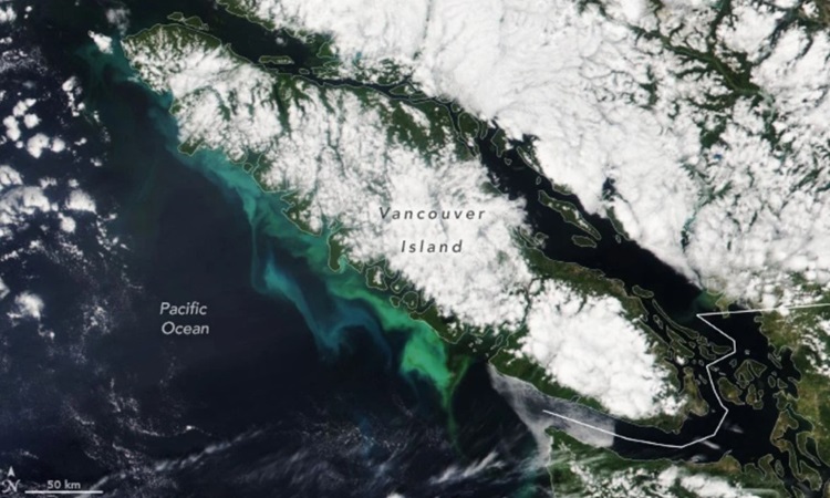 Thực vật phù du phát triển ở phía nam đảo Vancouver. Ảnh: NOAA