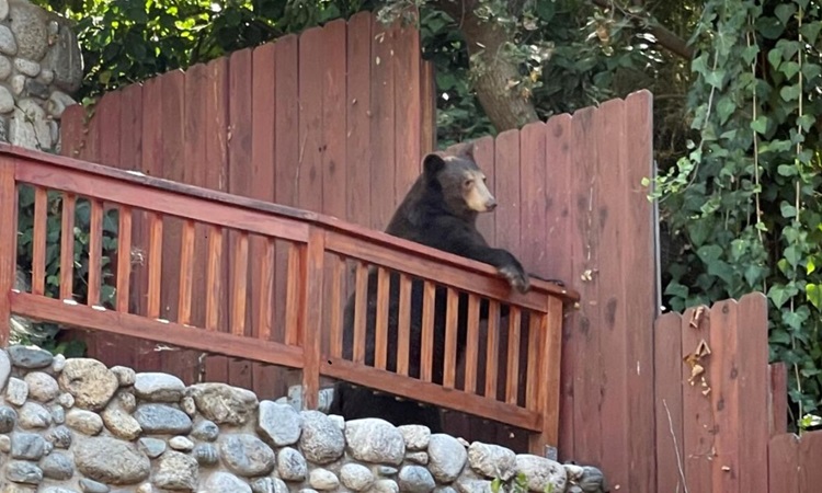 Gấu đen ở nhà một cư dân tại Sierra Madre. Ảnh: Los Angeles Times