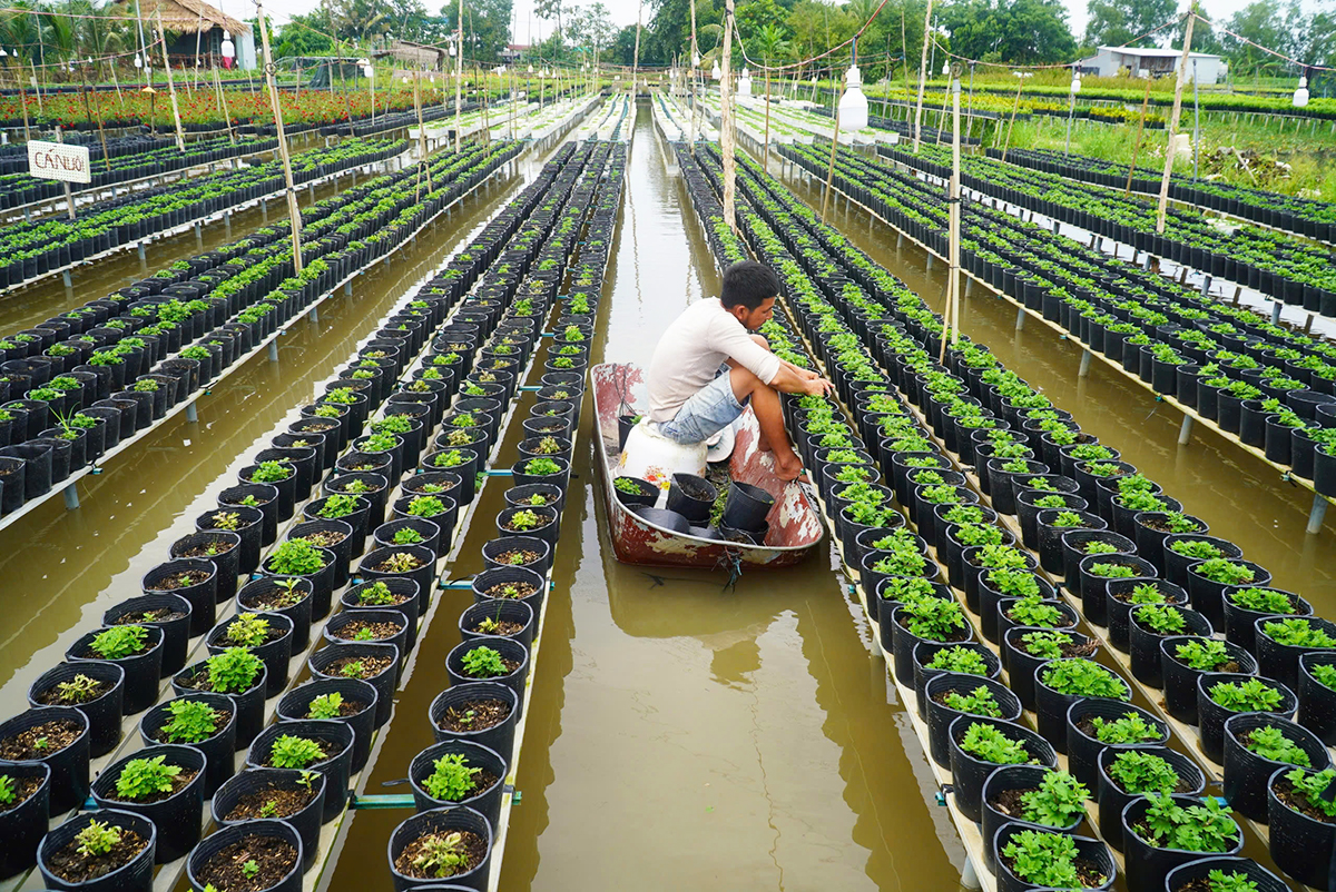 Anh Đặng Văn Út bơi xuồng chăm sóc vườn cúc mâm xôi nhiều màu. Ảnh: Ngọc Tài