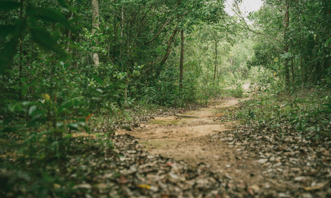 Đường trekking trong Vườn quốc gia Phú Quốc. Ảnh: Dương Đông