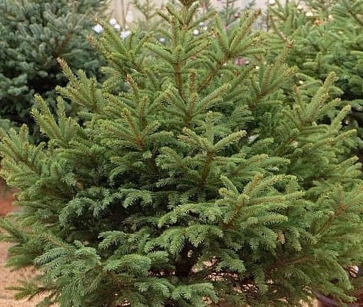 Thông tươi nhập khẩu từ Nga. Ảnh: Trần Phương