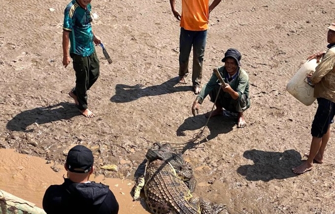 Người dân vây bắt cá sấu ở gần cửa biển TP Bạc Liêu. Ảnh: Người dân cung cấp