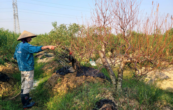 Đào bị úng nước, đứt dễ chết dần dù người dân Đăngh Cương dùng nhiều cách để cứu. Ảnh Lê Tân