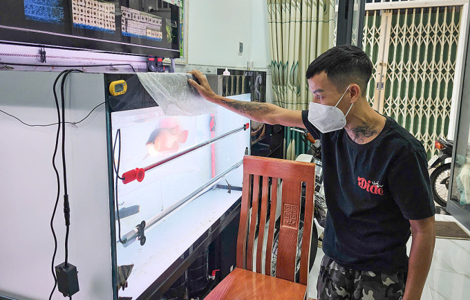 Anh Hà Nguyên Hoàng đánh giá tình trạng bệnh của cá rồng trước khi chữa trị. Ảnh: Bùi Toàn