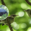 Một cặp chim Seychelles warbler trên đảo Cousin. Ảnh: Yasuyoshi Chiba/iStock