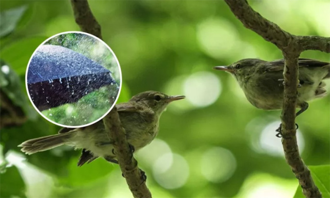 Một cặp chim Seychelles warbler trên đảo Cousin. Ảnh: Yasuyoshi Chiba/iStock